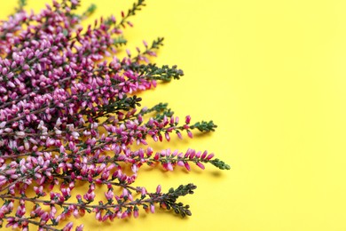 Photo of Heather branches with beautiful flowers on yellow background, closeup. Space for text