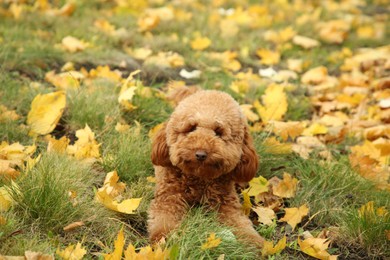 Cute dog on grass with autumn dry leaves outdoors