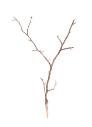 Photo of One dry tree branch isolated on white