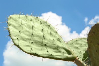 Beautiful prickly pear cactus growing against blue sky, closeup