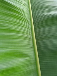 Photo of Beautiful green banana leaf as background, closeup