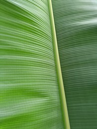 Beautiful green banana leaf as background, closeup