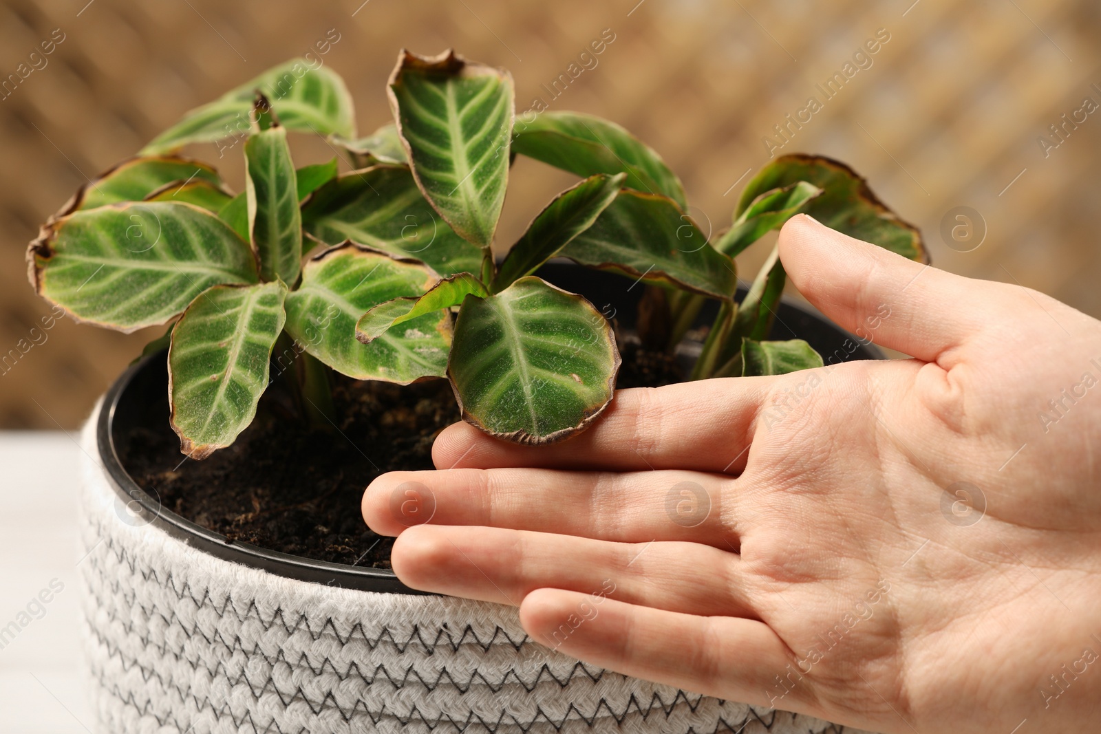 Photo of Man touching houseplant with damaged leaves indoors, closeup