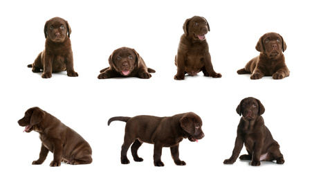 Image of Set of Chocolate Labrador Retriever puppies on white background