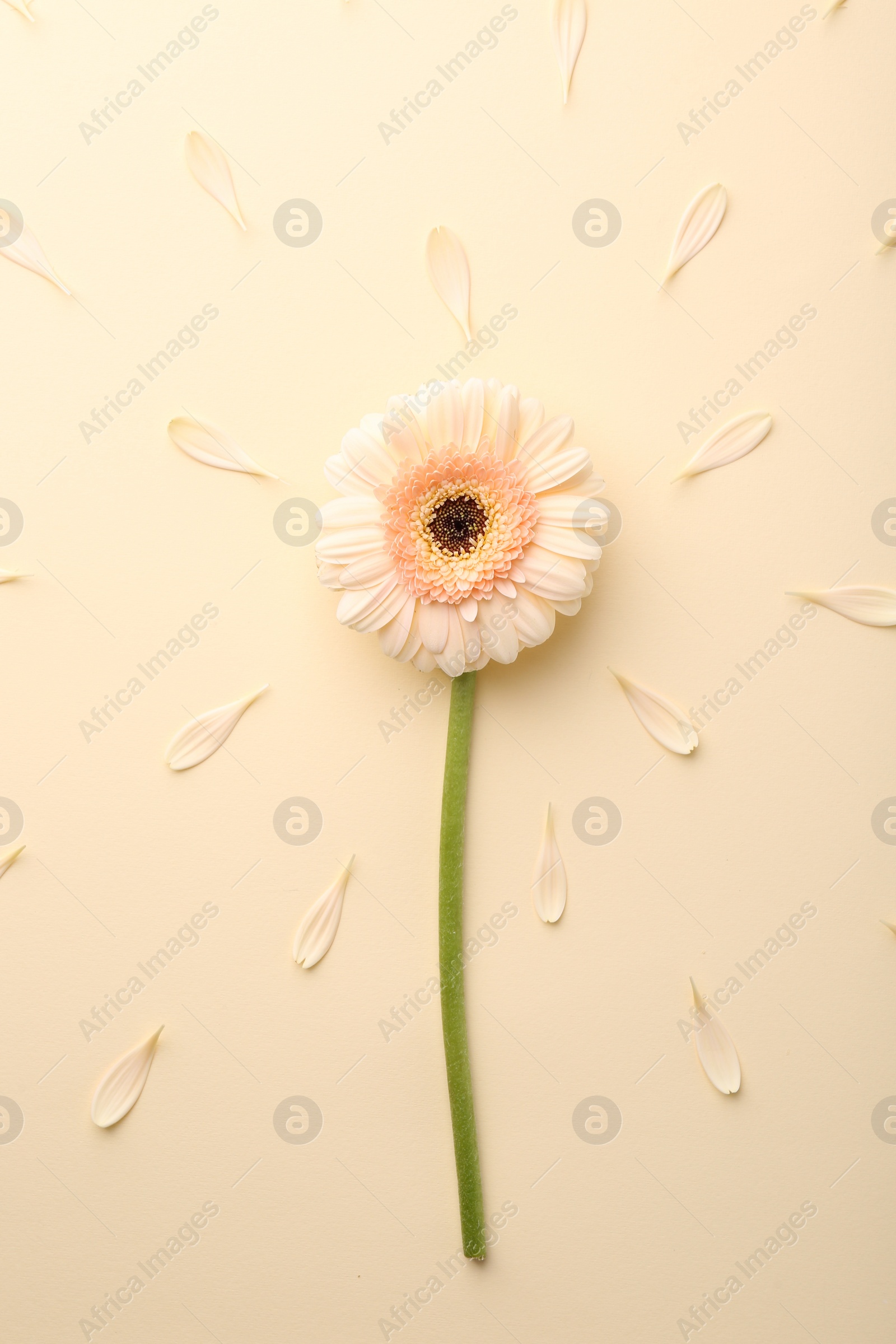 Photo of Beautiful gerbera flower and petals on beige background, top view