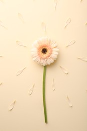 Beautiful gerbera flower and petals on beige background, top view