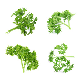 Image of Set of green curly parsley on white background