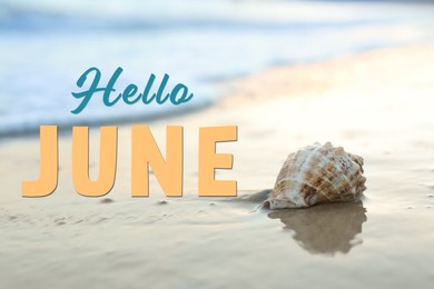 Image of Hello June. Beautiful seashell on sandy beach