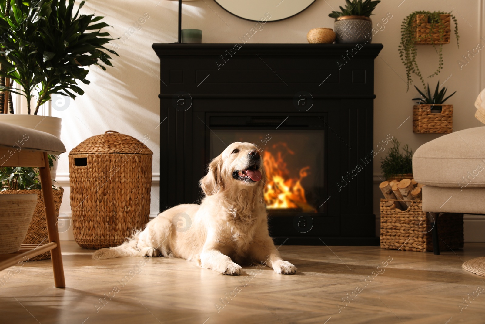 Photo of Adorable Golden Retriever dog on floor near electric fireplace indoors