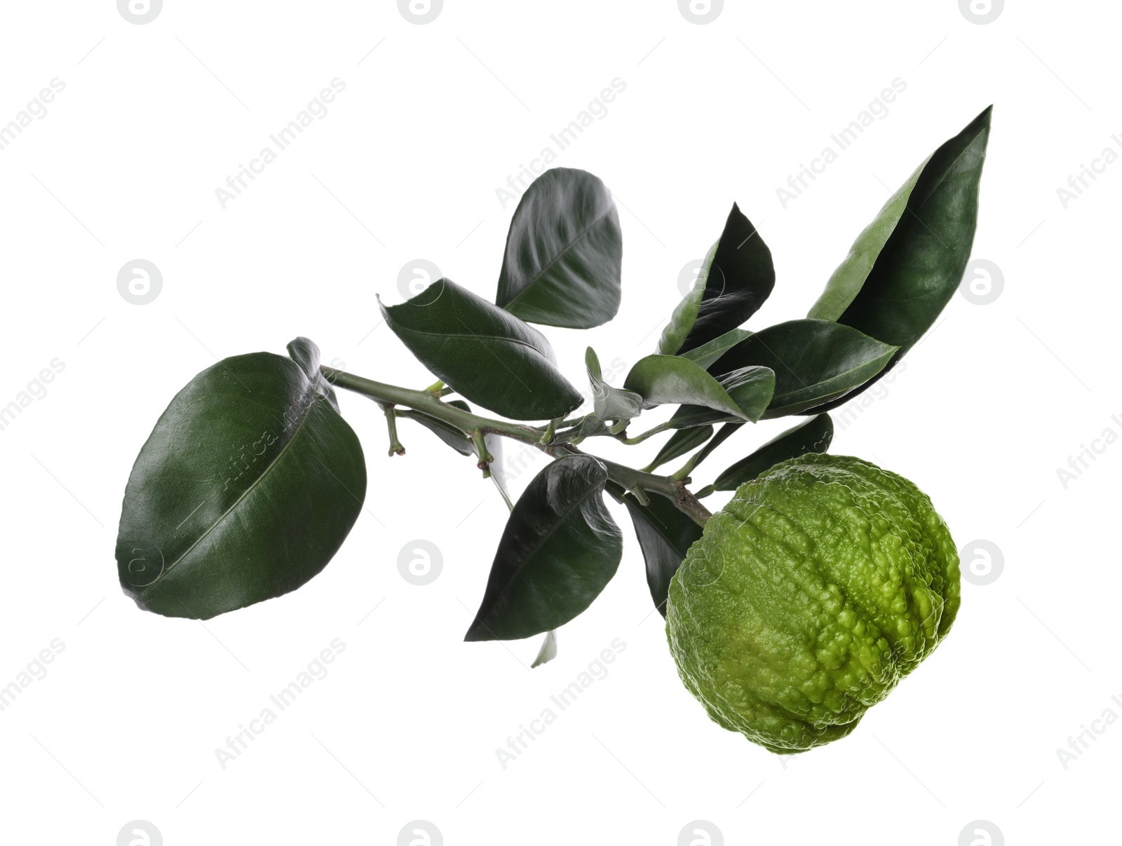 Photo of Bergamot tree branch with fruit and leaves on white background