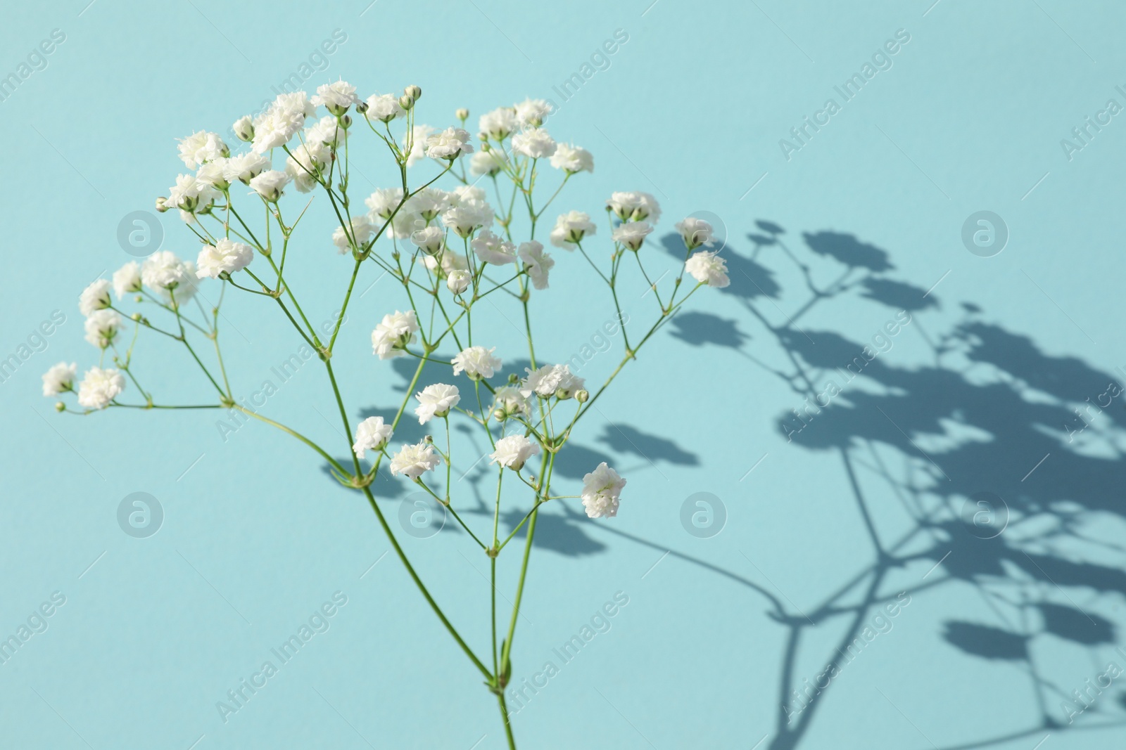 Photo of Beautiful gypsophila twig on turquoise background. Space for text