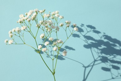 Beautiful gypsophila twig on turquoise background. Space for text