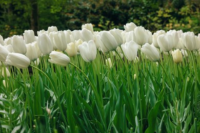 Many beautiful white tulip flowers growing outdoors. Spring season