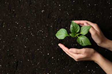 Photo of Woman holding green pepper seedling over soil, top view. Space for text