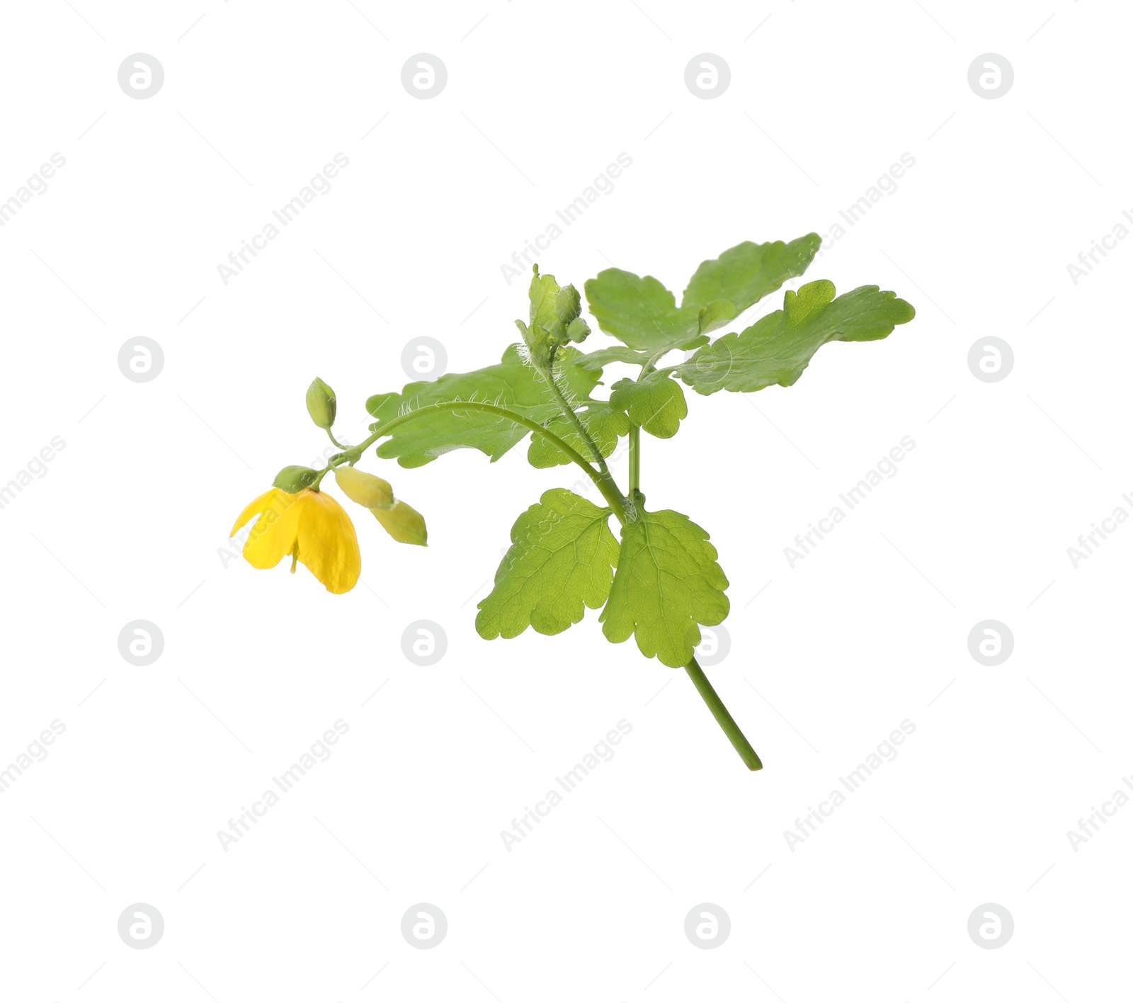 Photo of Celandine with yellow flower and green leaves isolated on white