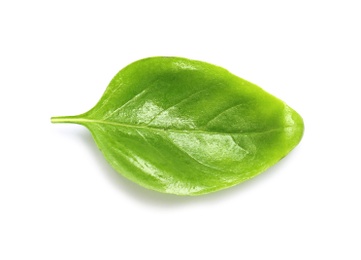 Fresh green basil leaf on white background