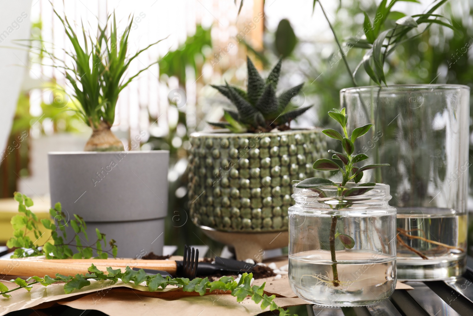 Photo of Different houseplants and seedlings on table indoors, closeup