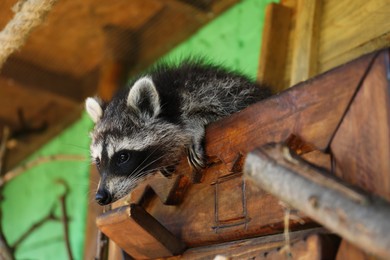 Photo of Cute funny raccoon playing in animal shelter