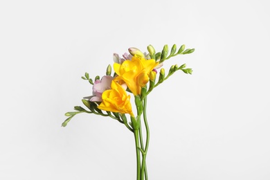 Photo of Beautiful fresh freesia flowers isolated on white