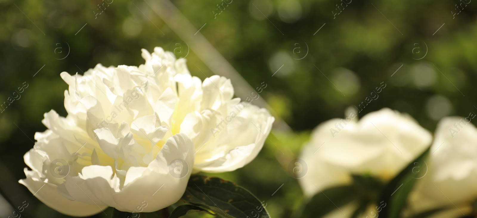 Photo of Closeup view of blooming white peony bush outdoors