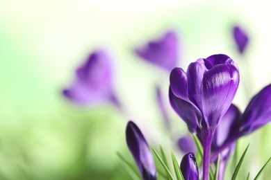 Photo of Beautiful spring crocus flowers on blurred background, space for text