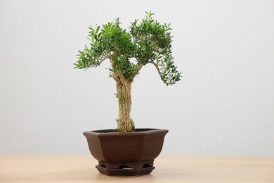 Beautiful bonsai tree in pot on wooden table