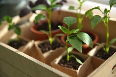 Photo of Many young seedlings in wooden crate, closeup