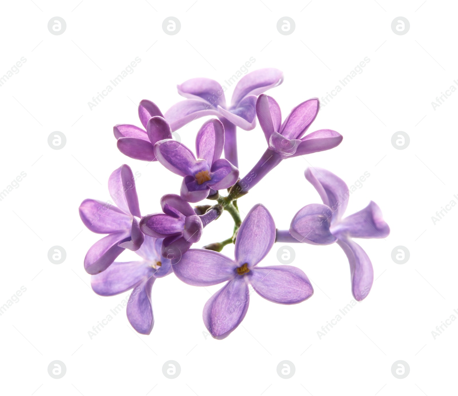 Photo of Branch with lilac flowers on white background