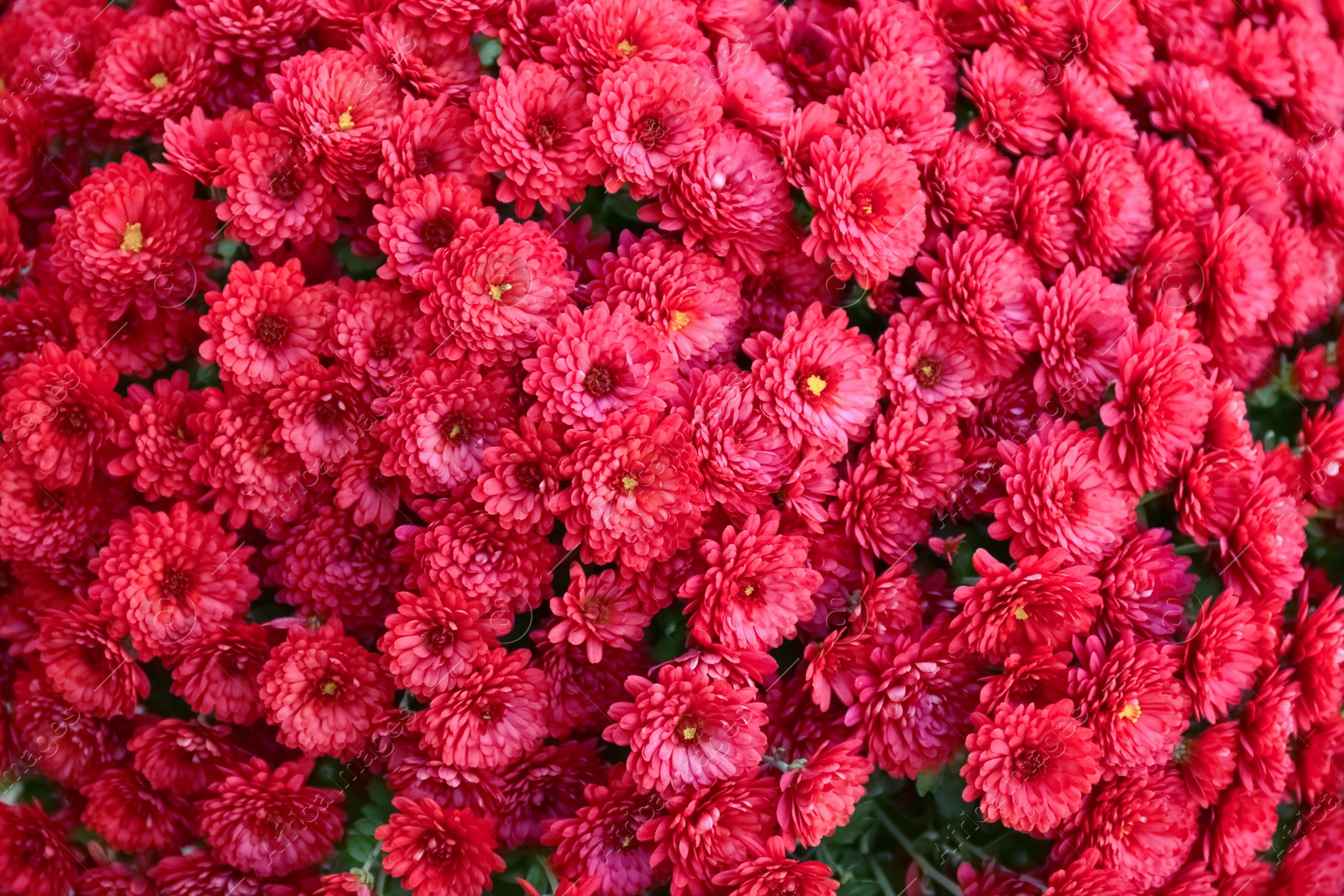 Photo of Beautiful fresh bouquet of colorful chrysanthemum flowers