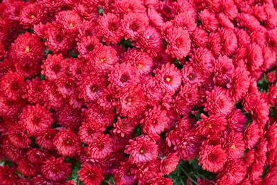 Beautiful fresh bouquet of colorful chrysanthemum flowers