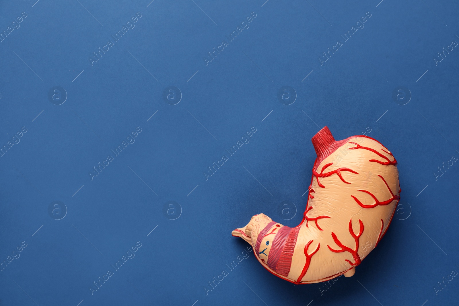 Photo of Anatomical model of stomach on blue background, top view with space for text. Gastroenterology