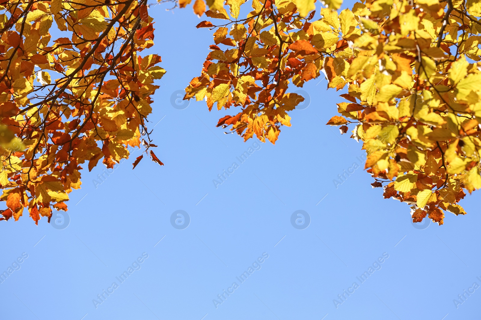 Photo of Beautiful tree with bright autumn leaves outdoors on sunny day, space for text