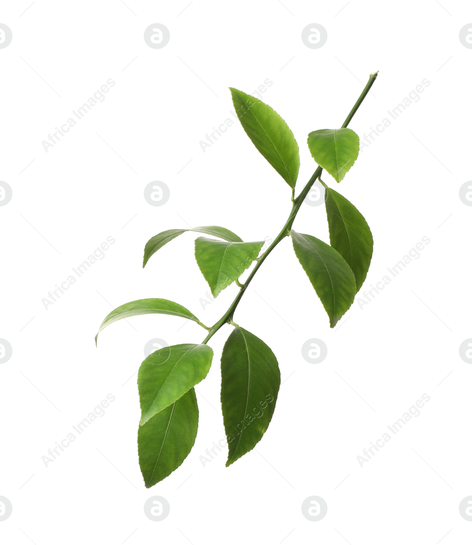 Photo of Branch of tropical citrus plant with leaves isolated on white