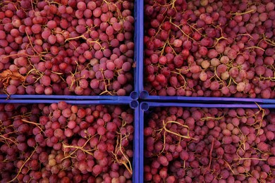 Photo of Many fresh grapes on containers, top view