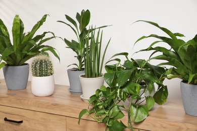 Photo of Green houseplants in pots on wooden chest of drawers near white wall