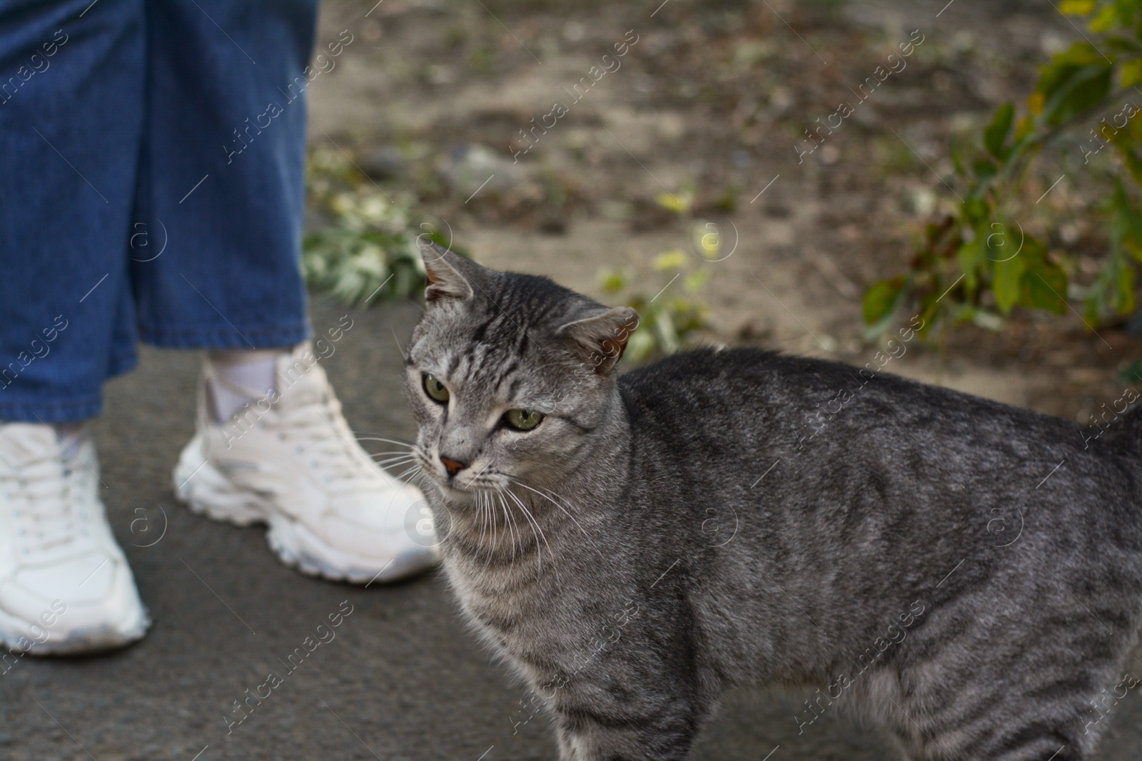 Photo of Woman near stray cat outdoors, closeup. Homeless animal