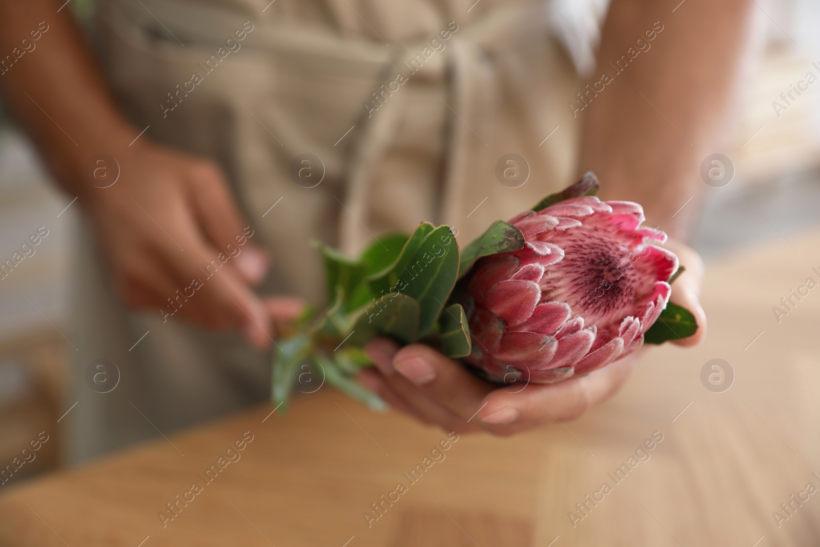 Photo of Florist with beautiful protea flower in workshop, closeup