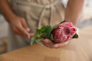 Florist with beautiful protea flower in workshop, closeup