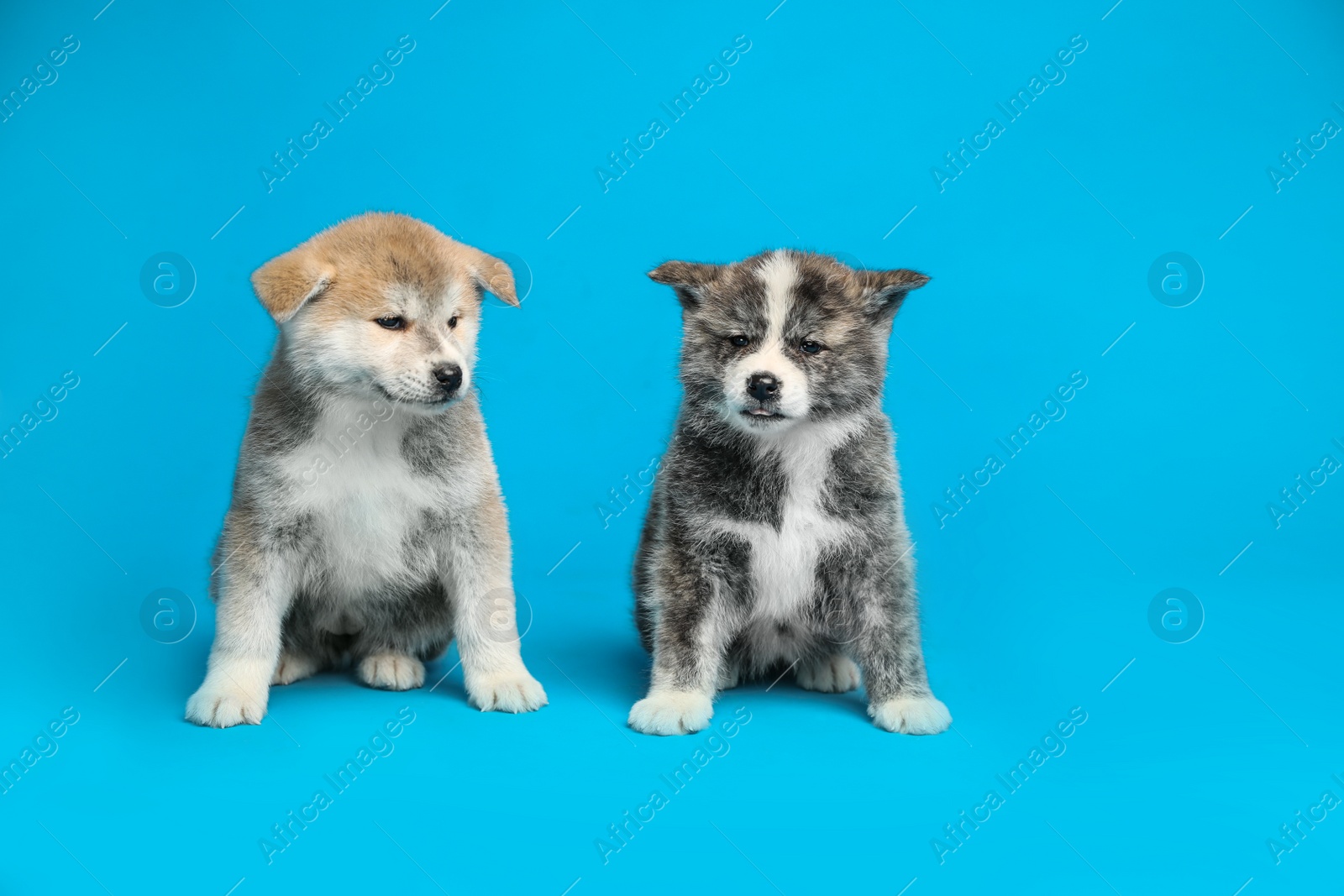 Photo of Cute Akita inu puppies on light blue background. Friendly dogs