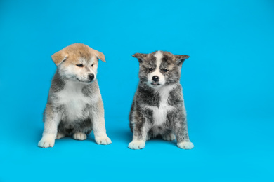 Photo of Cute Akita inu puppies on light blue background. Friendly dogs
