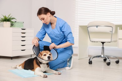 Photo of Veterinarian doc putting medical plastic collar to adorable Beagle dog in clinic
