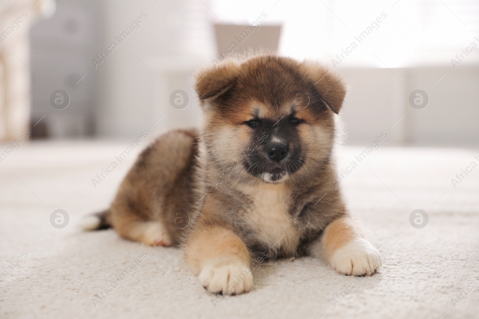 Photo of Adorable Akita Inu puppy on carpet indoors