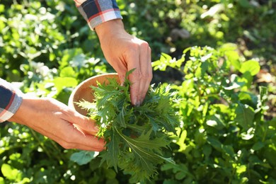 Photo of Woman picking fresh mizuna leaves outdoors on sunny day, closeup