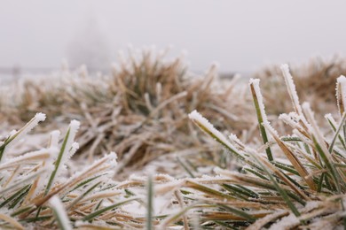 Photo of Grass blades covered with snow outdoors on winter day, closeup