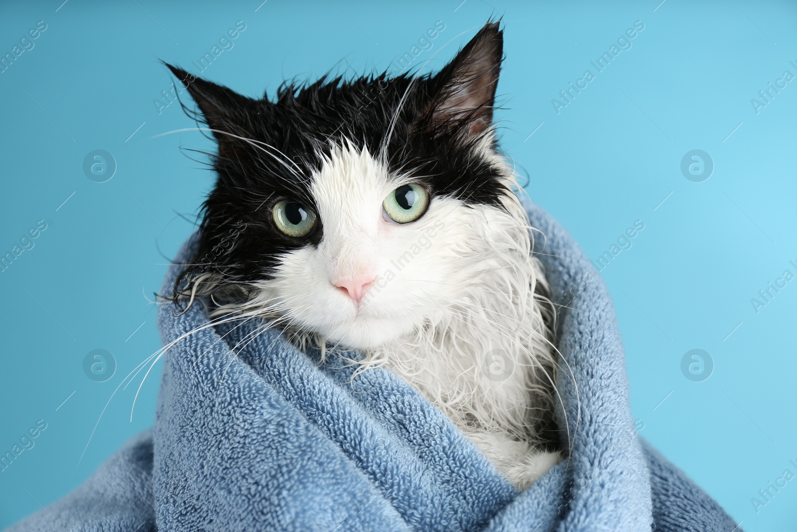 Photo of Wet cat wrapped with towel on light blue background