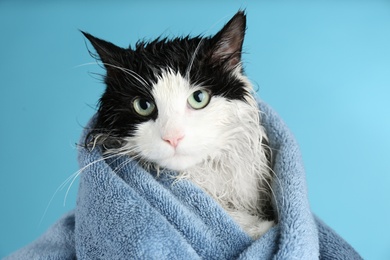 Wet cat wrapped with towel on light blue background