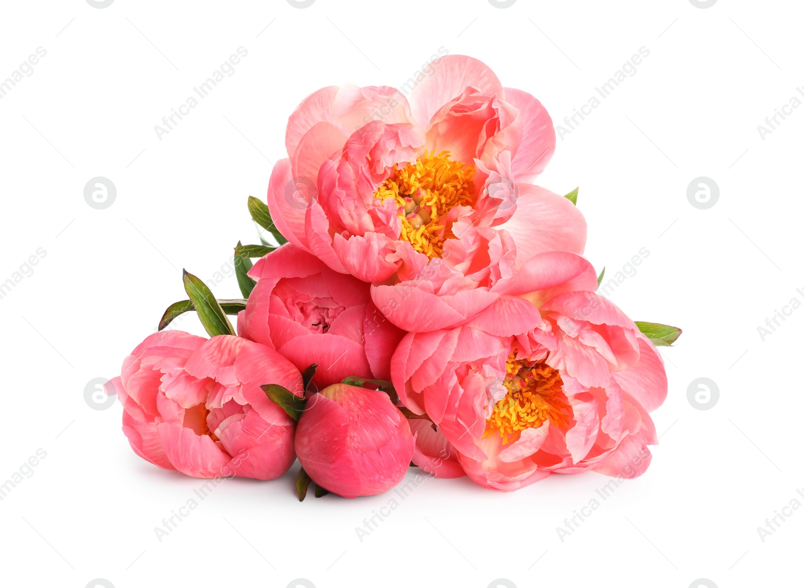 Photo of Beautiful pink peony bouquet isolated on white