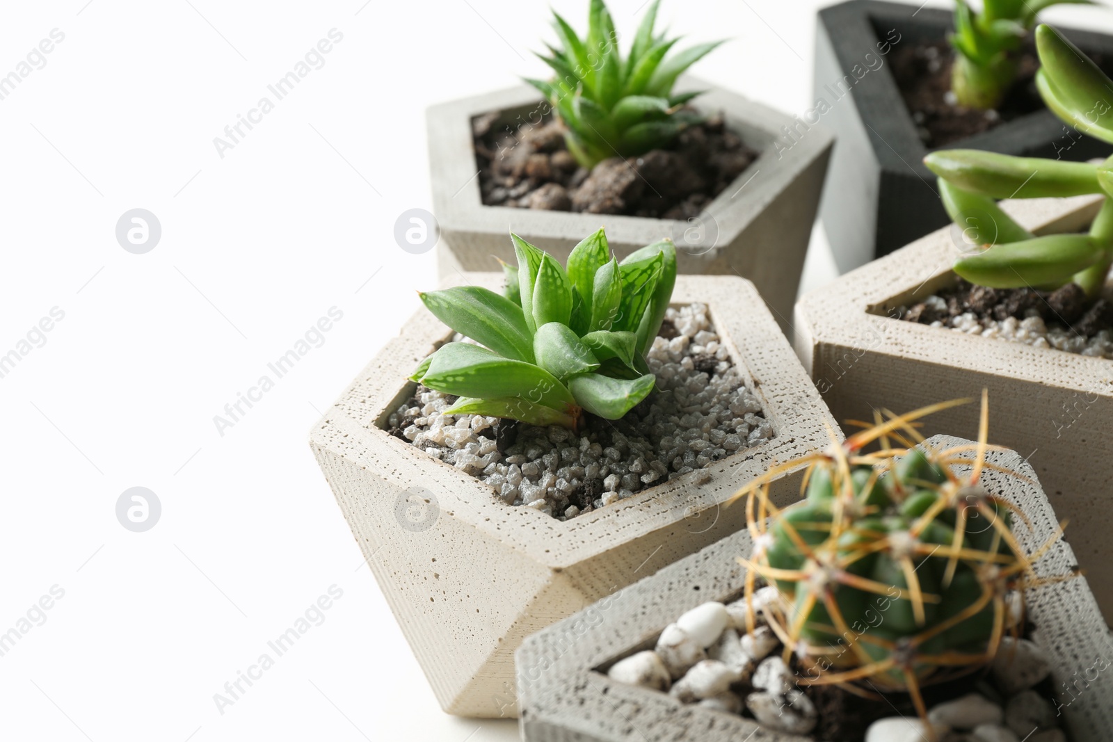 Photo of Succulent plants in concrete pots on white table, closeup