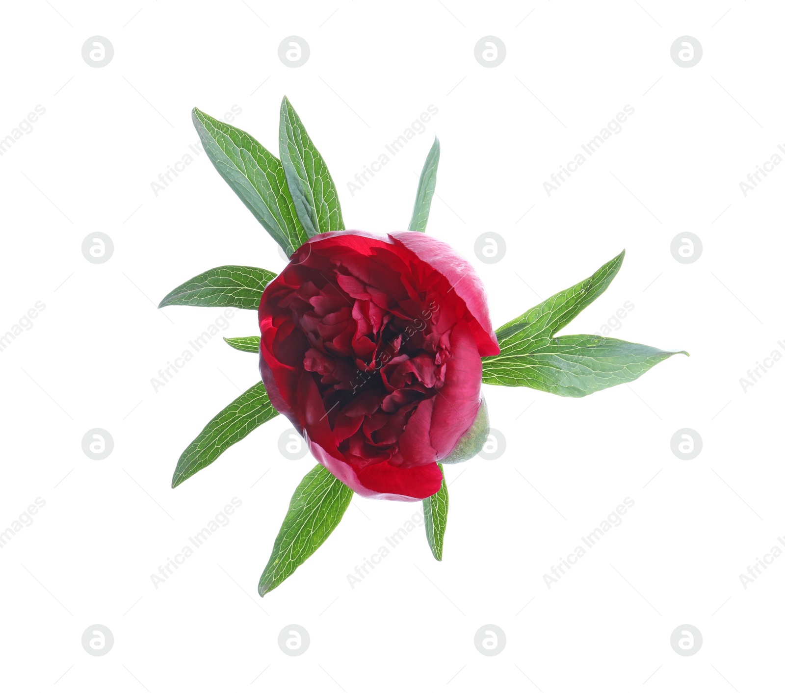 Photo of Beautiful red peony with leaves isolated on white