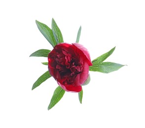 Photo of Beautiful red peony with leaves isolated on white